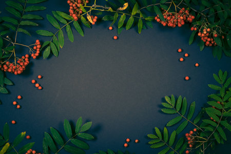 Aurumn rowan branch and berries. Ripe red rowan.の写真素材
