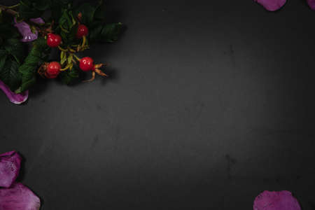 Dog rose, rosehip branch with berries, briar leavesの写真素材
