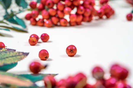 Aurumn rowan branch and berries. Ripe red rowan.の写真素材