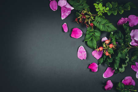 Dog rose, rosehip branch with berries, briar leavesの写真素材