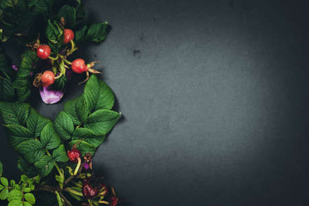 Dog rose, rosehip branch with berries, briar leavesの写真素材