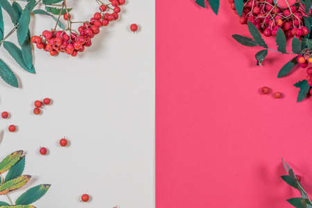 Aurumn rowan branch and berries. Ripe red rowan.の写真素材