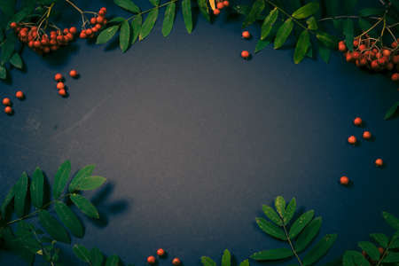 Aurumn rowan branch and berries. Ripe red rowan.の写真素材