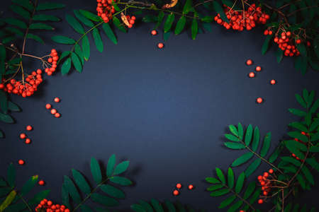 Aurumn rowan branch and berries. Ripe red rowan.の写真素材