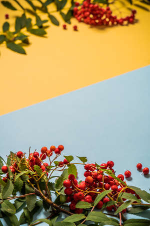 Aurumn rowan branch and berries. Ripe red rowan.の写真素材