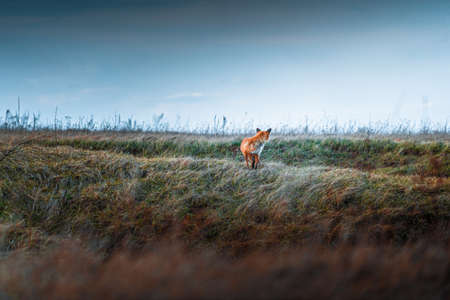 Fox in green landscape. Cute Red Fox. Wildlife scene from nature. Animal in nature habitat. Animal in green environment.の写真素材