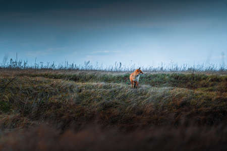 Fox in green landscape. Cute Red Fox. Wildlife scene from nature. Animal in nature habitat. Animal in green environment.の写真素材
