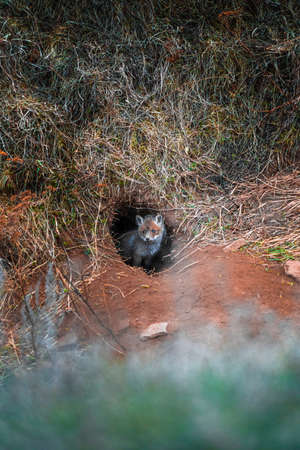 Fox puppy standing near the hole and looking at the camera. Cute Red Fox. Wildlife scene from nature. Animal in nature habitat. Animal in green environment.の写真素材