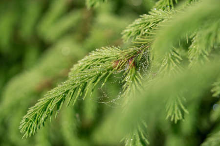 Cobweb on wild meadow, closeup view