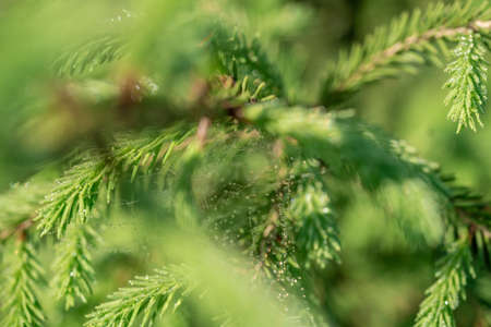 Cobweb on wild meadow, closeup viewの写真素材