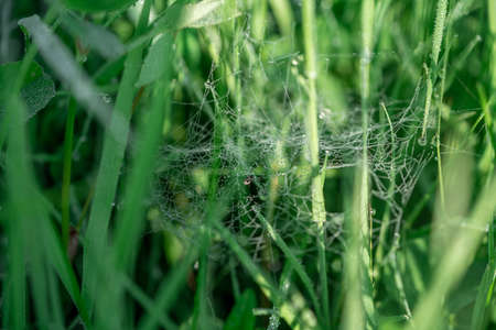 Cobweb on wild meadow, closeup viewの写真素材