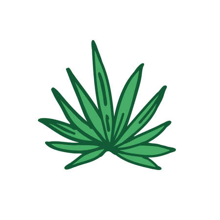 agave doodle color icon color illustrationのイラスト素材