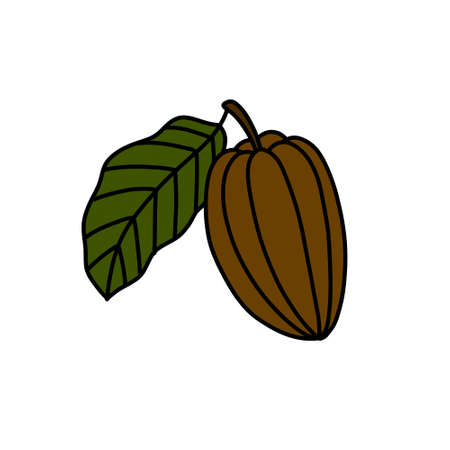 cacao fruit doodle icon, vector color illustrationのイラスト素材