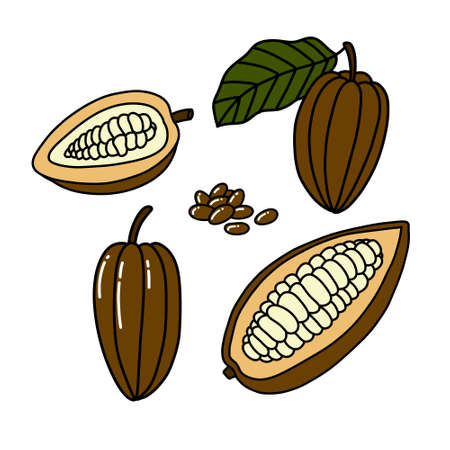 cacao fruit and beans doodle icon, vector color illustrationのイラスト素材