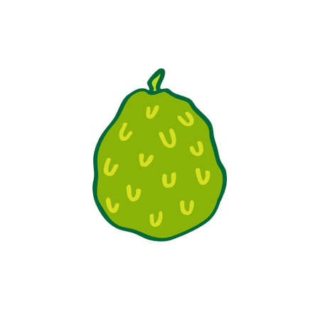 cherimoya doodle icon, vector color illustrationのイラスト素材