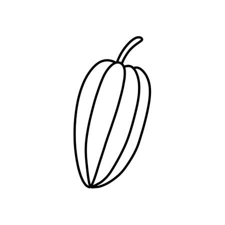 cacao fruit and beans doodle icon, vector line illustrationのイラスト素材