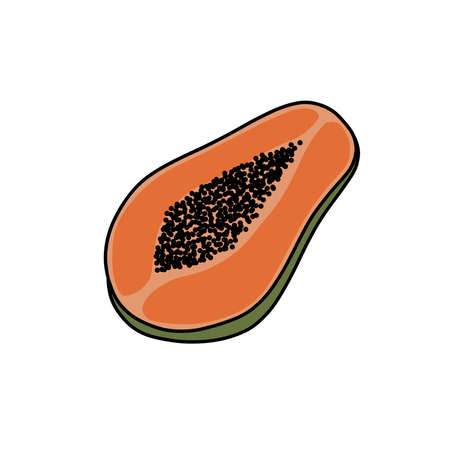 papaya doodle icon, vector illustrationのイラスト素材