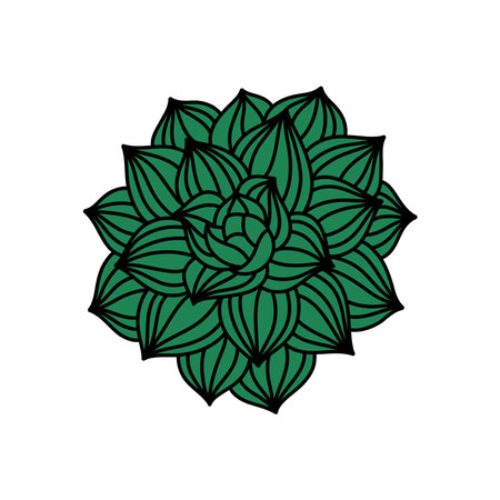 succulent doodle icon, vector illustrationのイラスト素材