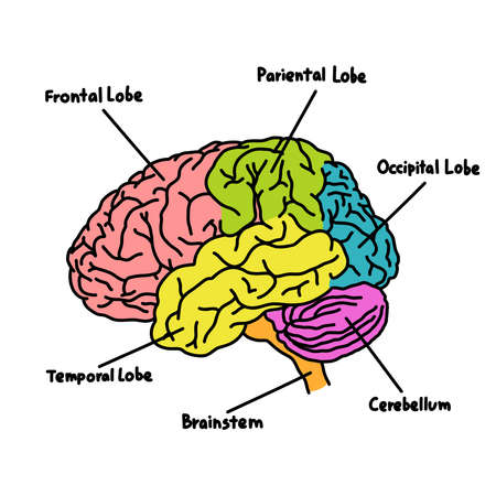 brain structure doodle icon, vector illustrationのイラスト素材