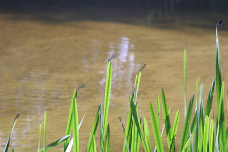 A beautiful dragonfly on a leaf resting near the water.