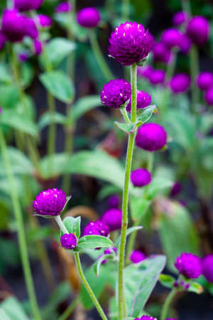 Beautiful background for gadget - Blooming flowers on a river in the evening.