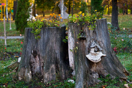 The stump on which flowers grow is a beautiful screensaver.の写真素材
