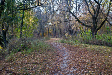 The autumn path strewn with foliage