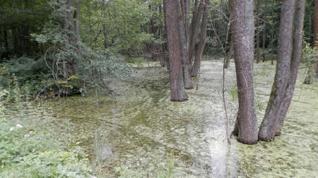 A very beautiful swamp, an excellent fijon for a gadget.