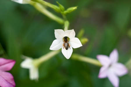 A beautiful bee collects honey on a white flower.の写真素材