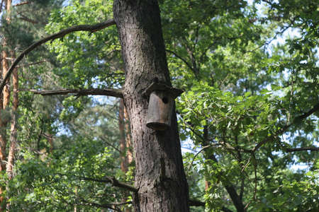 Beautiful birdhouse in a beautiful forestの写真素材