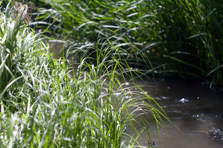 Beautiful small river - beautiful background for gadget