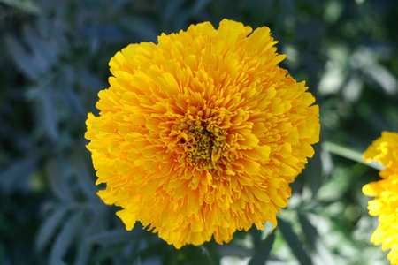 Beautiful yellow flower on stone background beautiful gadget for screen, postcard or calendarの写真素材