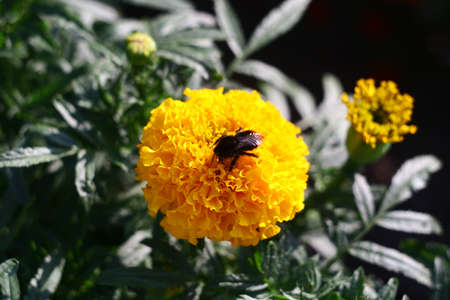 A beautiful bumblebee on a beautiful flower is a beautiful screensaver on a computer, tablet or other gadget.の写真素材