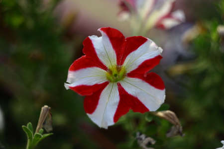 Interesting and very beautiful multi-colored flower ..の写真素材