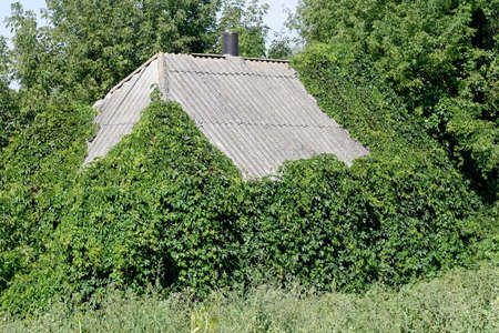 Overgrown, abandoned house.の写真素材