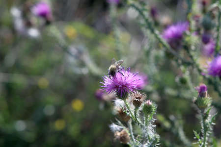 A beautiful bumblebee sits on a prickly flower.の写真素材