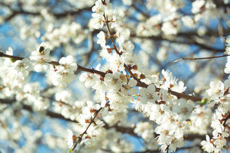 Blooming cherry is a beautiful gadget desktop wallpaper.