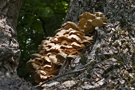 Beautiful mushroom on a tree in a summer forest.
