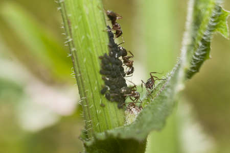Ants graze aphids - an interesting cognitive picture.の写真素材
