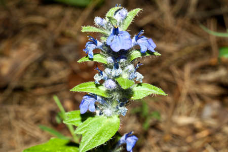 A beautiful blue prickly flower is a great background for a gadget.