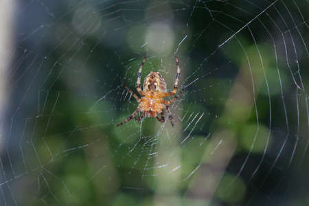 Beautiful little forest spider on a spider webの写真素材