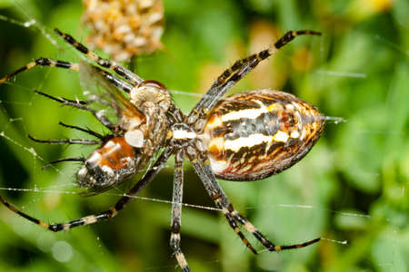 Spider Argopa brunnicha eats its prey - the fly.の写真素材