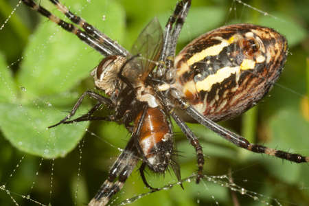Spider Argopa brunnicha eats its prey - the fly.の写真素材