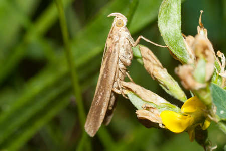 The butterfly's butterfly sits on a flower.の写真素材