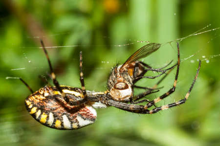 Spider Argopa brunnicha eats its prey - the fly.の写真素材