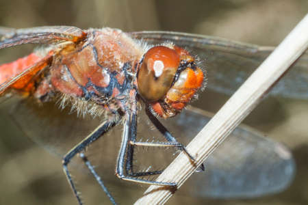 Dragonfly sits on a branch - a visual aid, a screensaver for a gadget.の写真素材