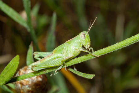 A green grasshopper sits on a branch.の写真素材