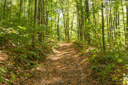 The road in the autumn forest, covered with yellow foliage.の写真素材