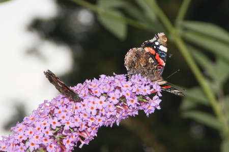 Butterfly Admiral on a beautiful flower.