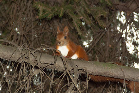 A beautiful squirrel sits on a branch.の写真素材